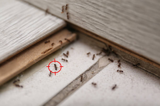 Best Pest Removal Services  in Fountain Hills, AZ