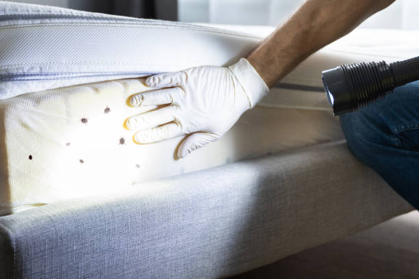 Wasp Removal Services in Fountain Hills, AZ
