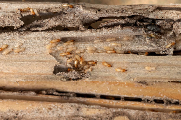 Best Termite Control Services  in Fountain Hills, AZ