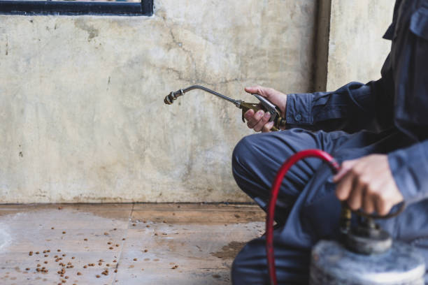 Best Affordable Pest Control Services  in Fountain Hills, AZ
